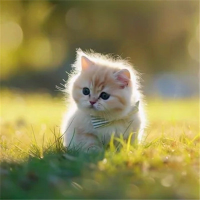 小猫咪呆萌图片头像