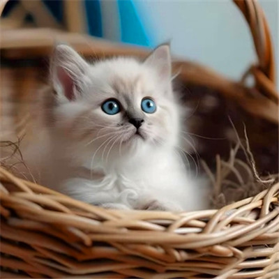 小猫咪呆萌图片头像