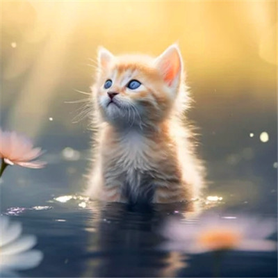 小猫咪呆萌图片头像