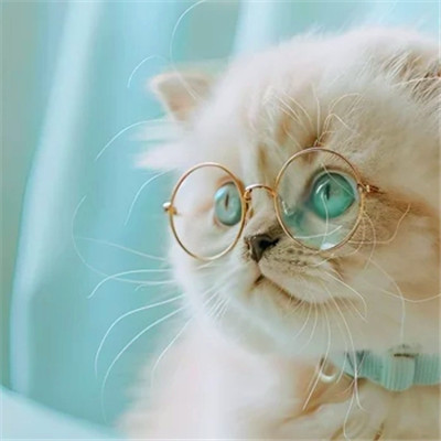猫猫头像