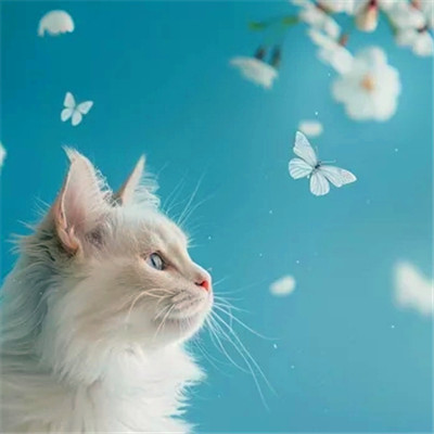猫猫头像