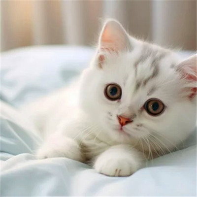 猫猫头像