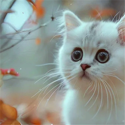 猫猫头像