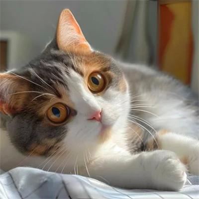 猫猫头像