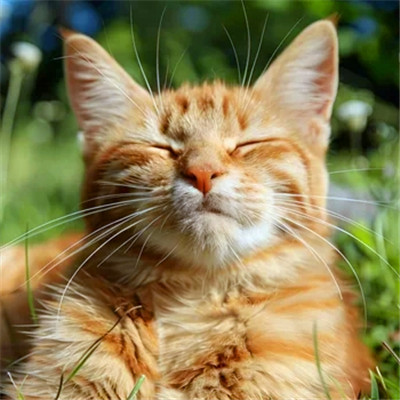 猫猫头像