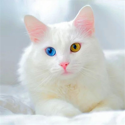 猫猫头像