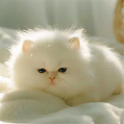 猫猫头像