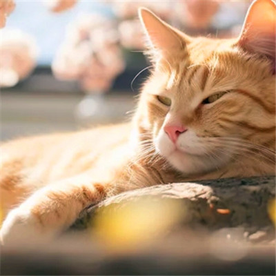 猫猫头像
