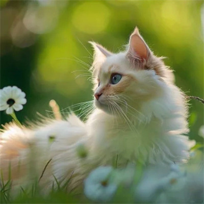 猫猫头像
