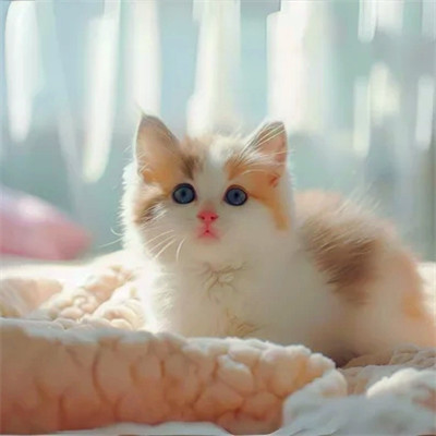猫猫头像