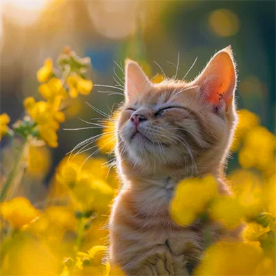 猫猫头像