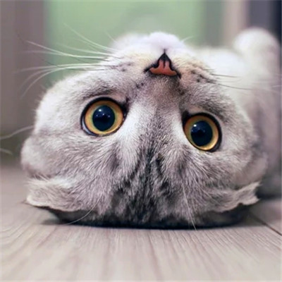 猫猫头像