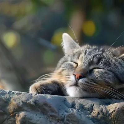 猫猫头像