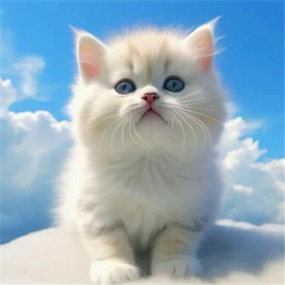 猫猫头像