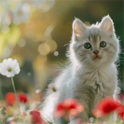 猫猫头像