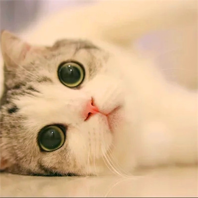 猫猫头像