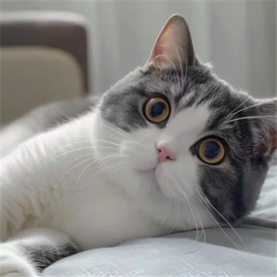 猫猫头像