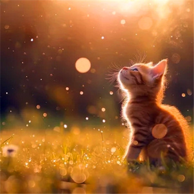 猫猫头像