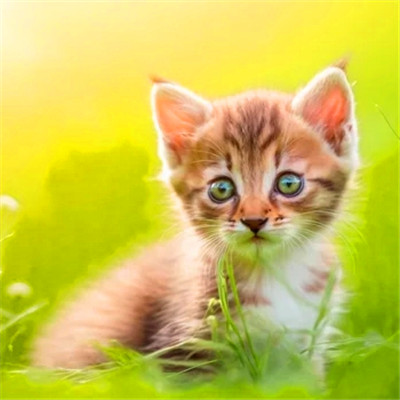 猫猫头像