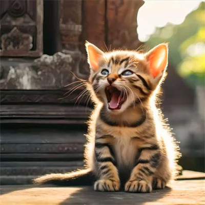 猫猫头像