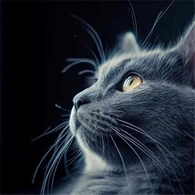 猫猫头像