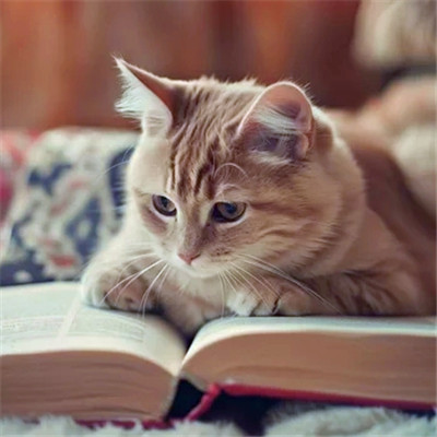 猫猫头像