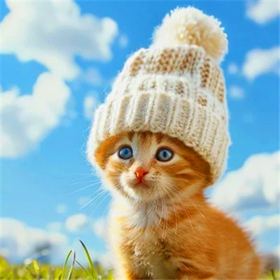 猫猫头像