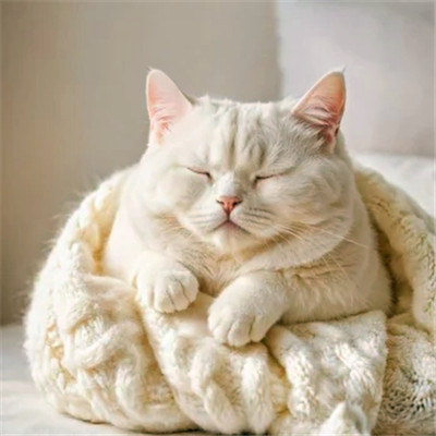 猫猫头像