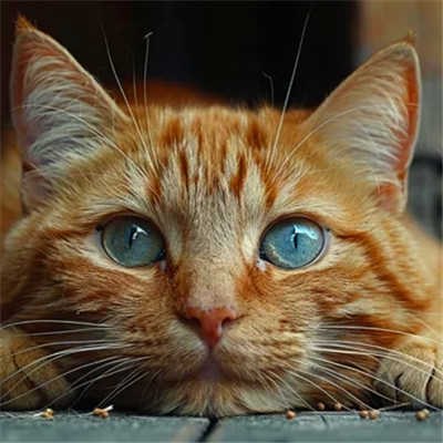 猫猫头像