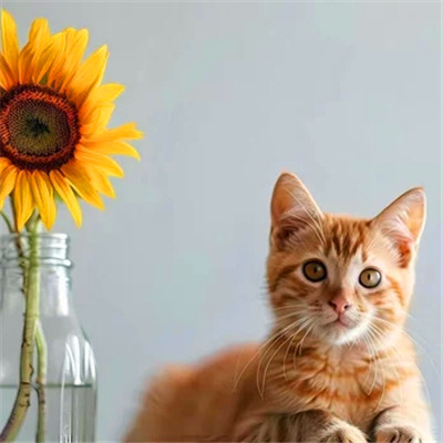 猫猫头像