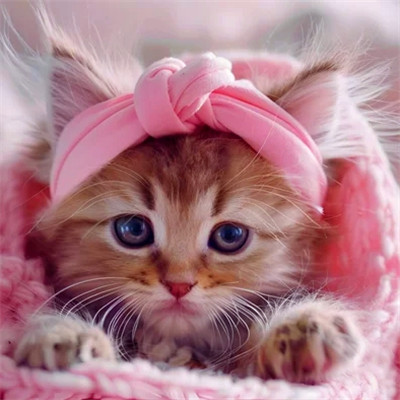 猫猫头像