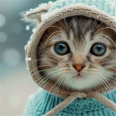 猫猫头像