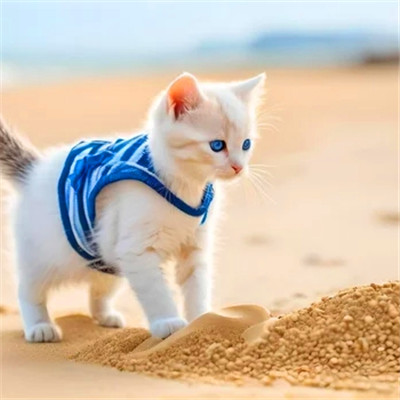 猫猫头像