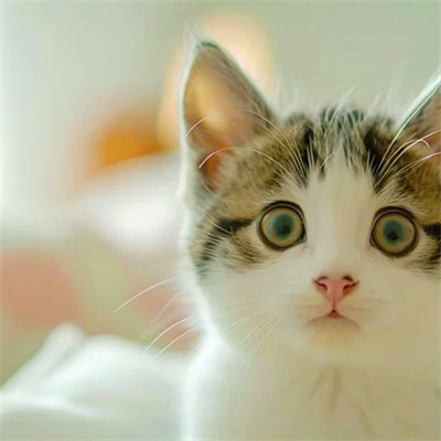 猫猫头像