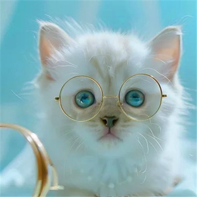猫猫头像