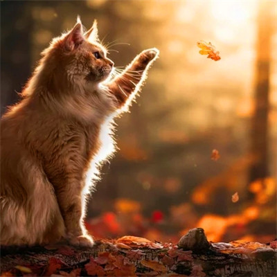 猫猫头像