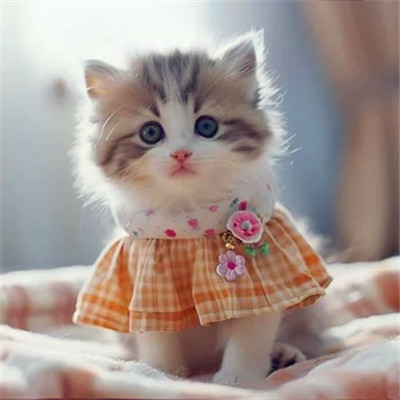 猫猫头像